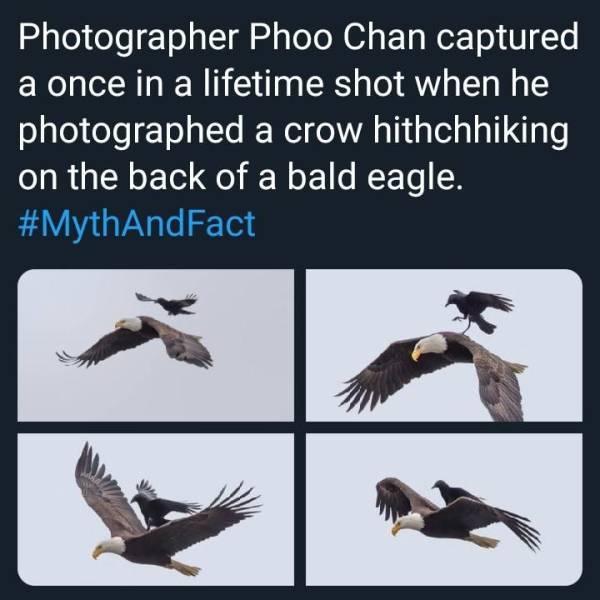 fauna - Photographer Phoo Chan captured a once in a lifetime shot when he photographed a crow hithchhiking on the back of a bald eagle.
