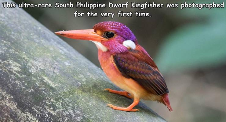 south philippine dwarf kingfisher - This ultrarare South Philippine Dwarf Kingfisher was photographed for the very first time.