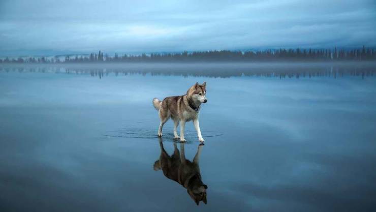 husky on frozen lake