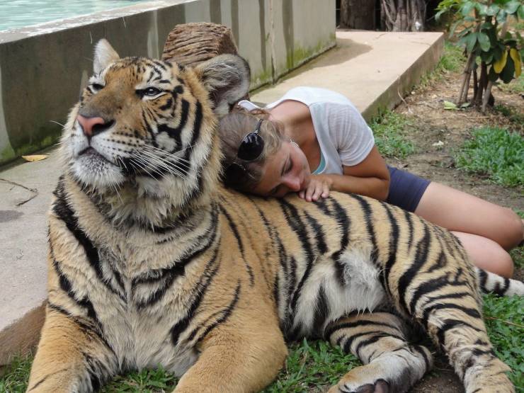 exotic pets tiger