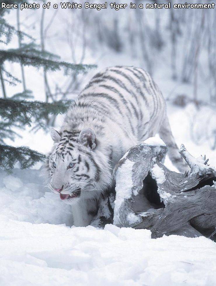 tiger - Rare photo of a White Bengal tiger in a natural environment