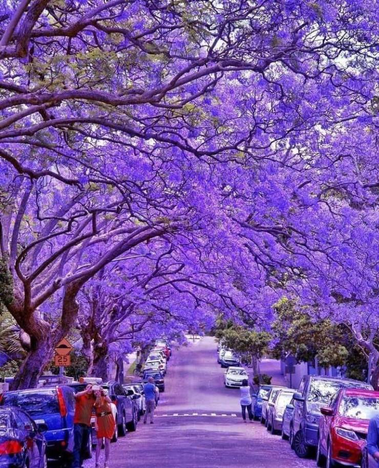 purple blossom street - 125