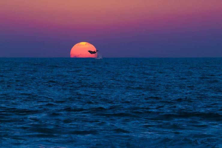 dolphin ocean sunset