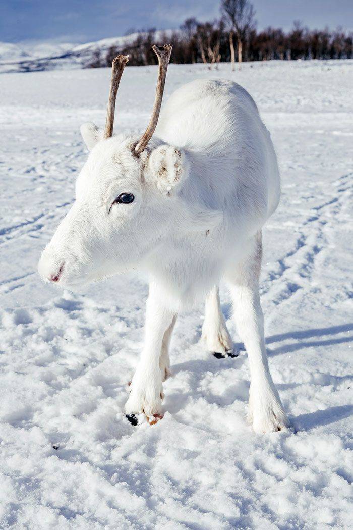 rare white reindeer photographed in norway