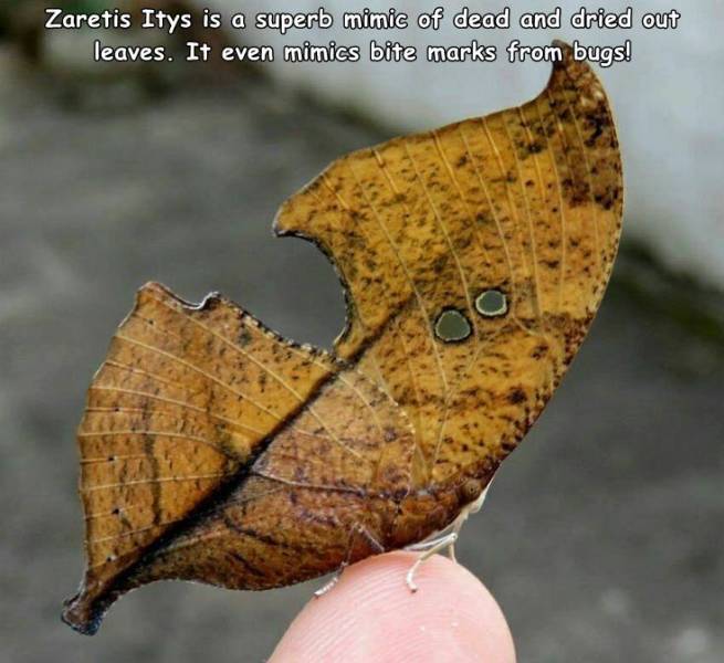 Zaretis Itys is a superb mimic of dead and dried out leaves. It even mimics bite marks from bugs!