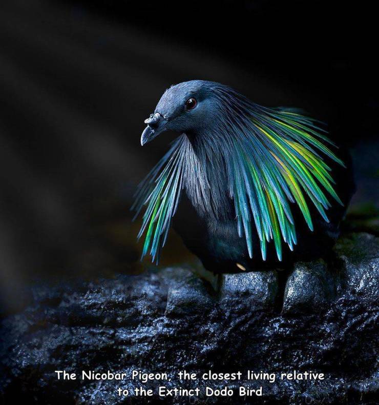 brown frillback pigeon - The Nicobar Pigeon, the closest living relative to the Extinct Dodo Bird