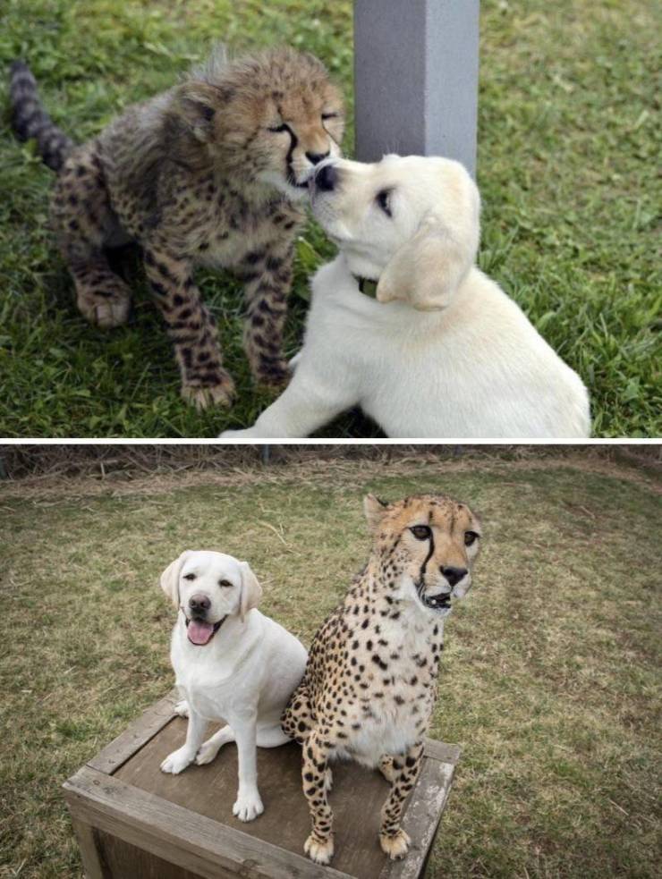 cheetah emotional support dog