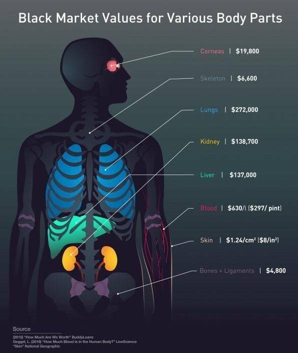 black market values for various body parts - Black Market Values for Various Body Parts Corneas $19,800 Skeleton | $6,600 Lungs $272,000 Kidney $138,700 Liver | $137,000 Blood $6301 $297 pint Skin | $1.24cm2 $8in? BonesLigaments | $4,800 Source 2015 "How 