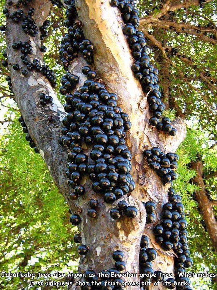 very rare fruits - Jabuticaba tree also known as the Brazilian grape tree. What makes it so unique is that the fruit grows out of its bark