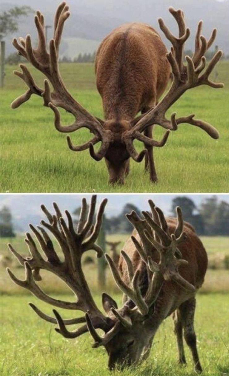 red stag