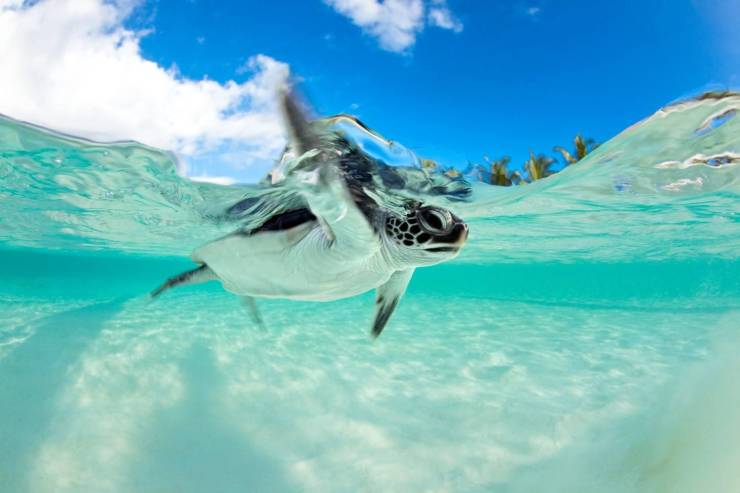 baby sea turtle background