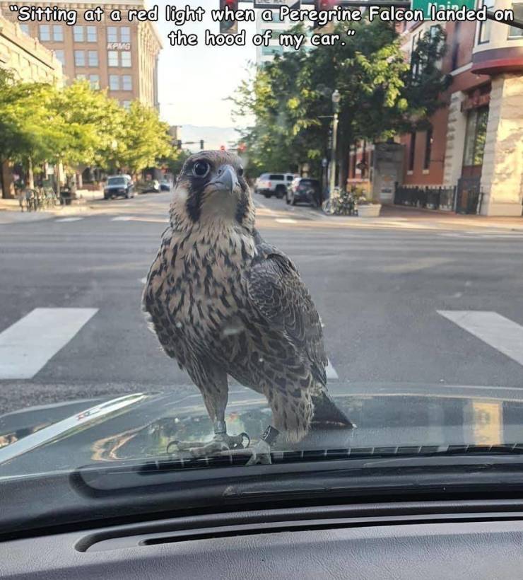fauna - "Sitting at a red light when a Peregrine Falcon_landed on the hood of my car. Kpmg