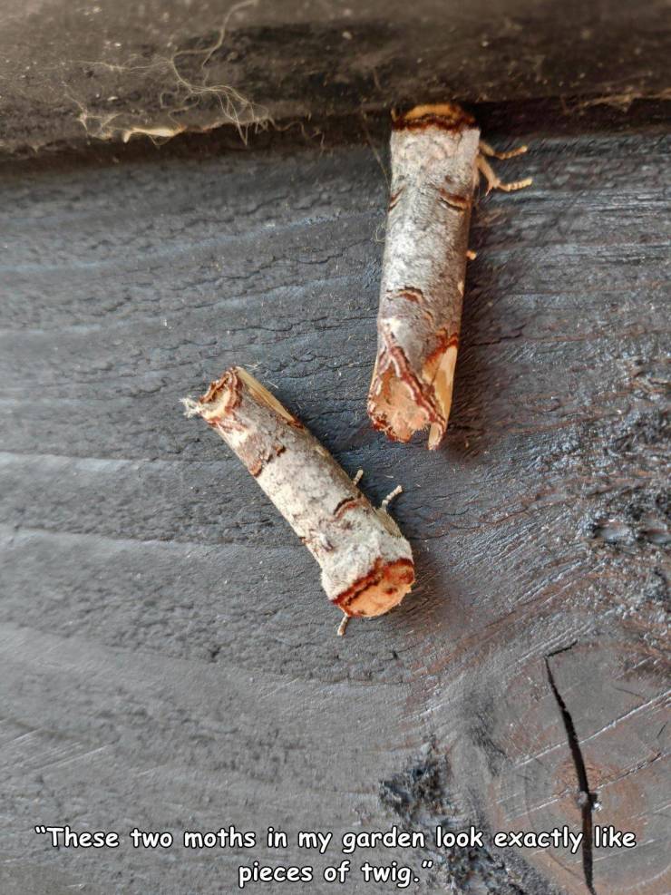 "These two moths in my garden look exactly pieces of twig.