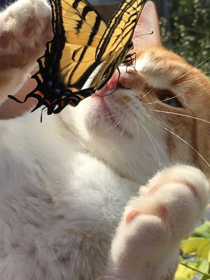 aesthetic cat and butterfly