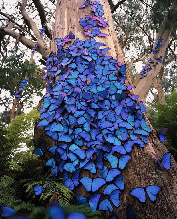 blue butterfly flock