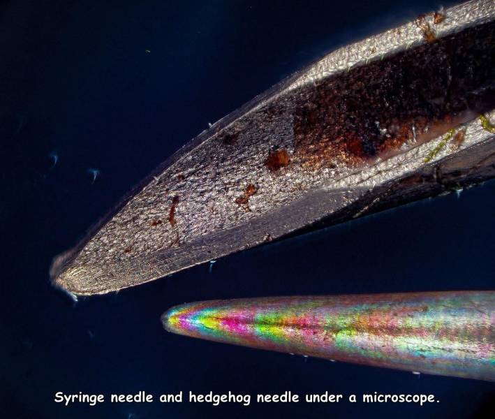 Syringe needle and hedgehog needle under a microscope.