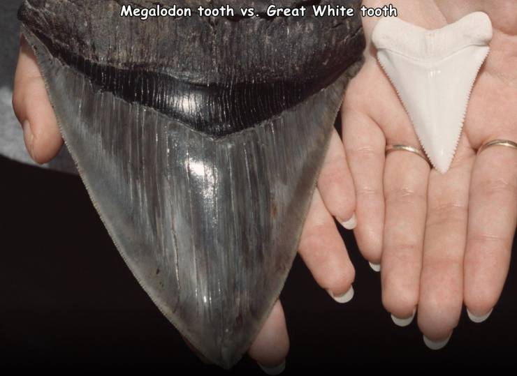 sharks teeth megalodon - Megalodon tooth vs. Great White tooth