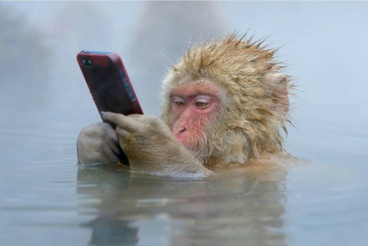 monkey status