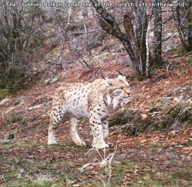 balkan lynx - The stunning Balkan Lynx, one of the rarest cats in the world. re