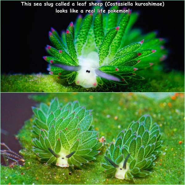 This sea slug called a leaf sheep Costasiella kuroshimae looks a real life pokemon!