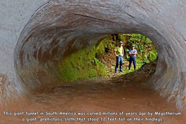 giant sloth tunnels - This giant tunnel in South America was carved millions of years ago by Megatherium, a giant, prehistoric sloth that stood 12 feet tall on their hindlegs.