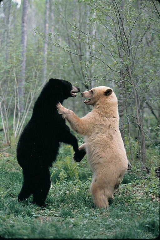 random pics and memes - kermode bear spirit bear