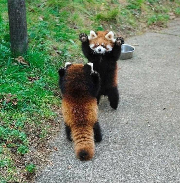 random pics and memes - two red pandas