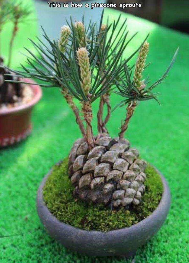 random pics and memes - grow a pine cone bonsai - This is how a pinecone sprouts