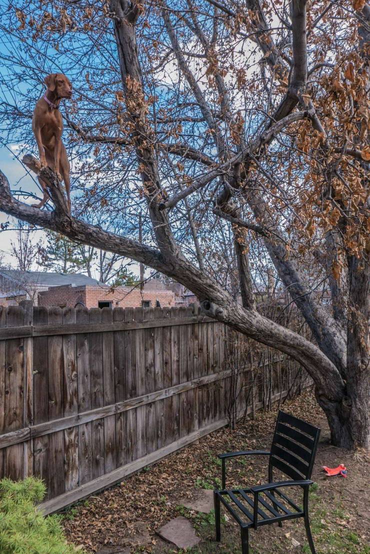 funny pics - dog climbs tree