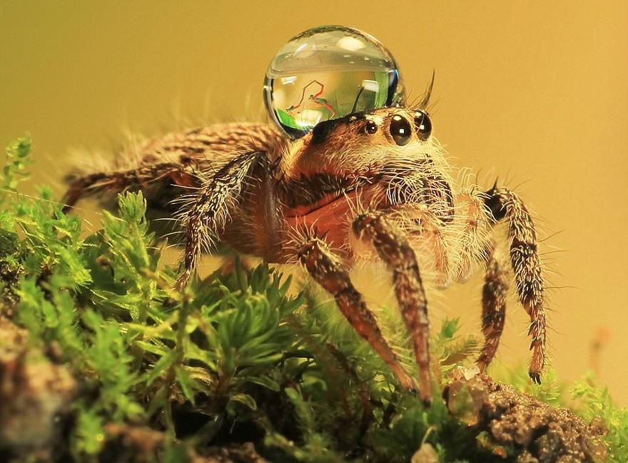 funny pics - jumping spider water hat
