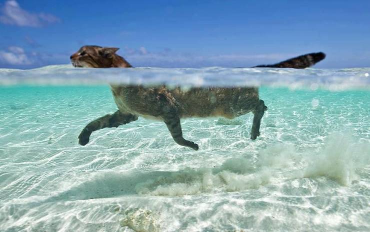 funny pics -cat swimming