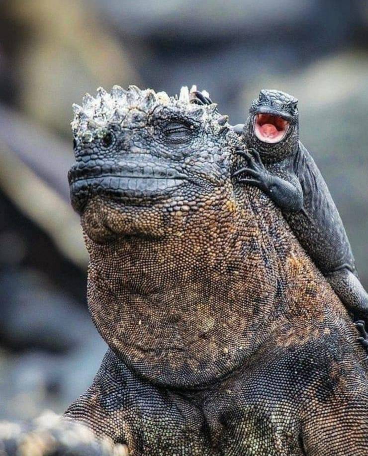 funny pics -baby iguana