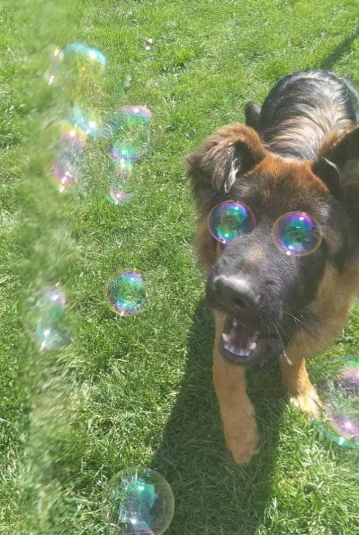 funny pics -dog bubble eyes