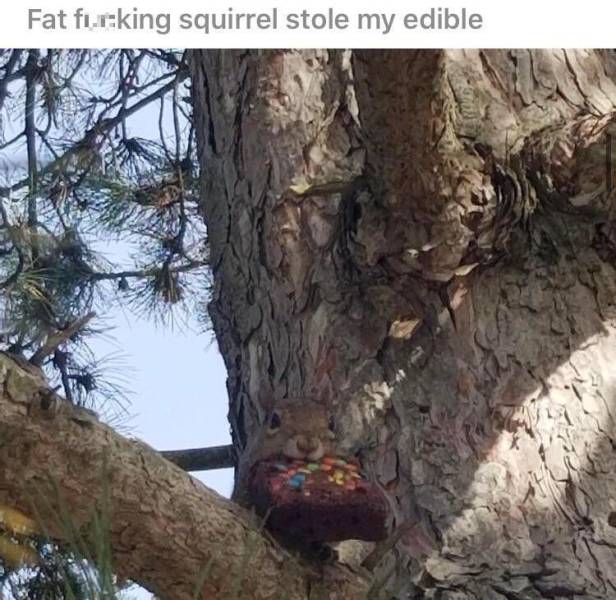 funny pics - fauna - Fat fucking squirrel stole my edible