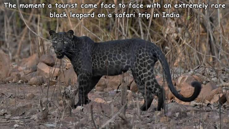 funny pics - black panther in tadoba - The moment a tourist came face to face with an extremely rare black leopard on a safari trip in India