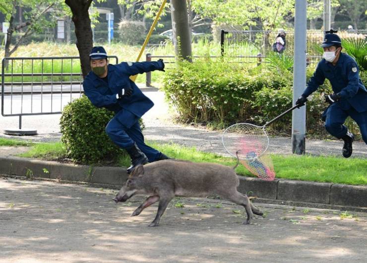Wild boar running from police