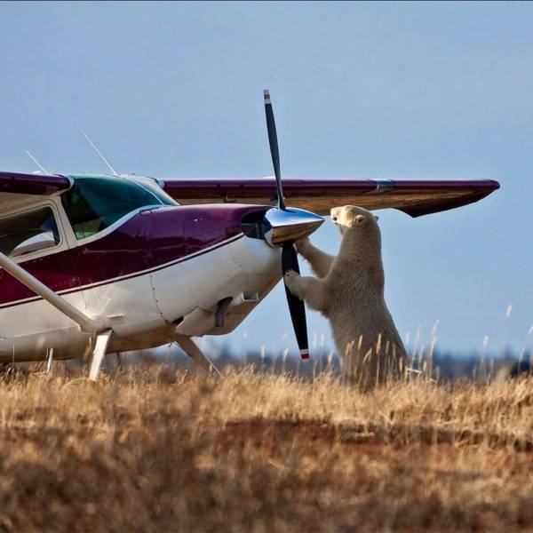 bear inspecting an airplane