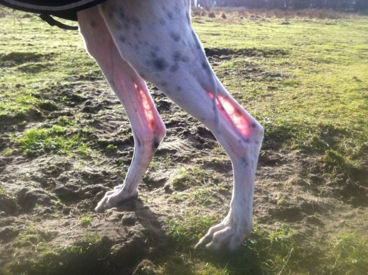 sunlight glowing through dog's legs