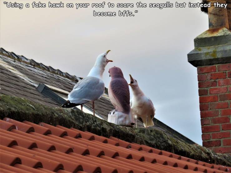 funny random pics - fauna - "Using a fake hawk on your roof to scare the seagulls but instead they become bffs.