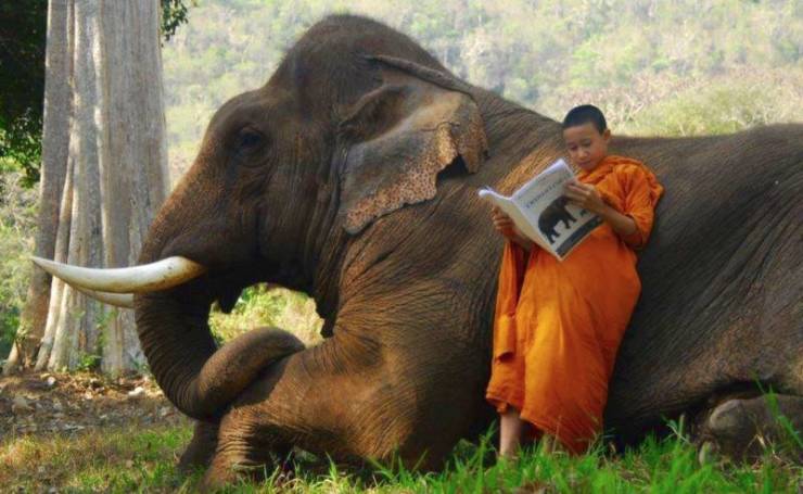 funny random pics - elephant with buddhist