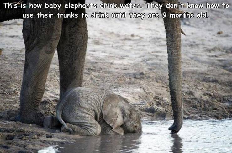 funny random pics - baby elephant drinking water - This is how baby elephants drink water. They don't know how to use their trunks to drink until they are 9 months old.