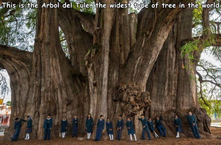 funny random pics - Árbol del tule - This is the Arbol del Tule, the widest type of tree in the world