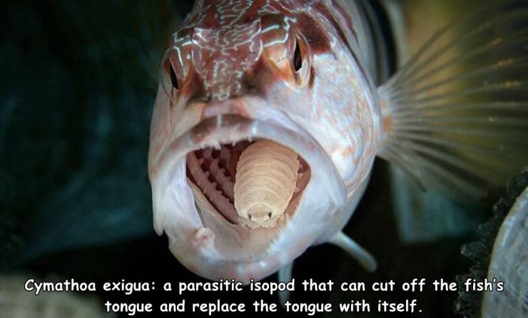 funny random pics - Cymathoa exigua a parasitic isopod that can cut off the fish's tongue and replace the tongue with itself.