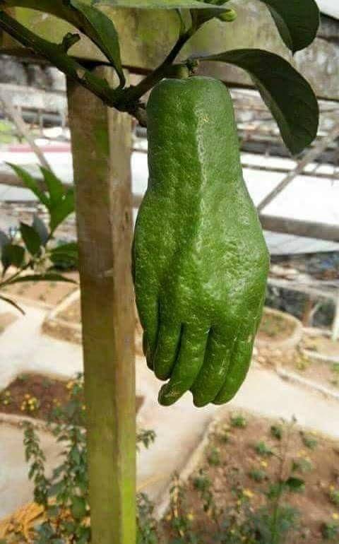 funny random pics - fruit that looks like a hand