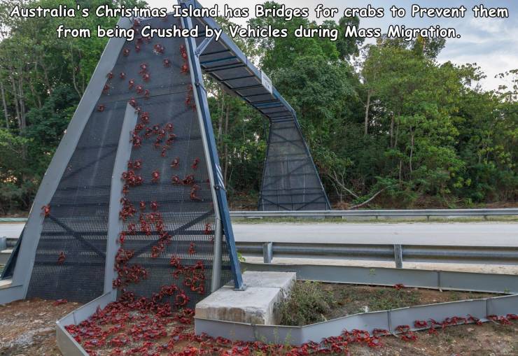 christmas island crab bridge - Australia's Christmas Island has Bridges for crabs to prevent them from being Crushed by Vehicles during Mass Migration.