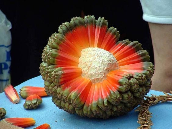 cool pics - fruit pandanus - P