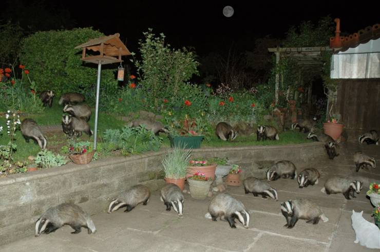 cool pics - cursed badger