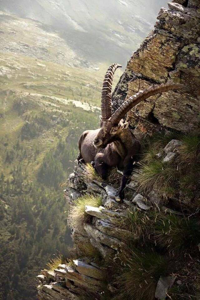 cool pics - mongolian ibex