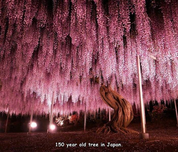 cool pics - beautiful unique tree - 150 year old tree in Japan.