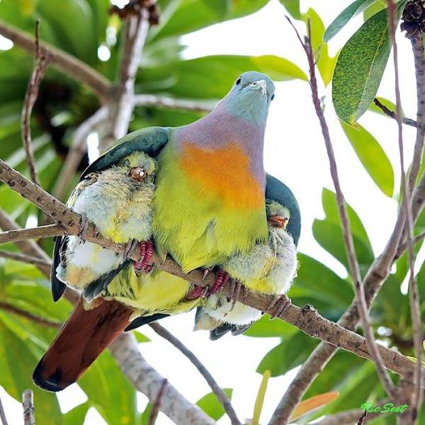 cool pics - mama bird with babies - See Seet